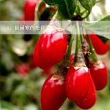 最耐寒的松花菜,预计2021年3月份的云南松花菜最新价格？