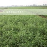 食用菌怎么种植？食用菌的正确种植方法是什么