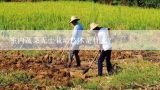 室内蔬菜无土栽培技术是什么？蔬菜无土栽培技术要点有哪些