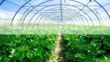 沈阳哪家蔬菜公司有绿色食品证书,中国唯一种植蔬菜上市公司