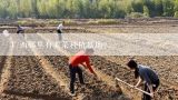 广西哪里有韭菜种植基地？露天韭菜种植技术视频