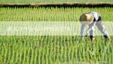 露天11月份可以种植莴苣吗,11月份阳台适合种什么菜