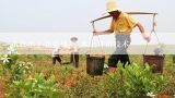 市政水上养殖技巧 水上种植技术,最适宜水上蔬菜种植技术及方法