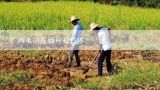 广西水田莲藕种植技术？广西水田莲藕种植技术