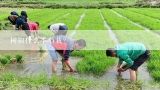 树椒什么季节栽？大凉山树椒种植技术