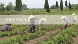 鸡蛋果种植技术,鸡蛋果怎么种植方法