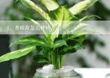 香椿苗怎么种植方法,香椿种植视频教程，大棚香椿怎样种植