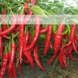 青椒种植时间和方法,青椒种植和成熟时间 青椒的种植方法