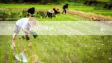 水果蔬菜标签国际标准,进口食品以哪个数字开头的是转基因食品?