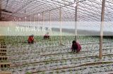 苦竹的栽培技术,水竹、苦竹可以在北方用大棚种植吗？
