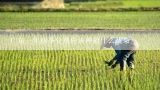 广东一年四季分别应该种植什么蔬菜?广东省蔬菜种植时间表