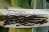 大棚香椿种植技术与管理,大棚香椿树种植技术是怎样的
