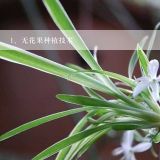 无花果种植技术,无花果种植管理技术