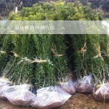 豌豆苗的种植方法,豌豆苗怎么种