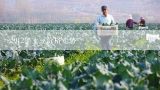 2012年土豆价格走势,徐州东高蔬菜批发市场西红柿价格？