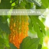 金桔树盆栽的养殖方法和注意事项,盆栽金桔的繁殖方法 金桔要怎么种植