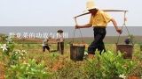 野苋菜的功效与作用