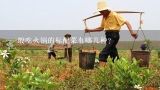 一般吃火锅的标配菜有哪几种？火锅食材有哪些素菜