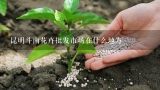 昆明斗南花卉批发市场在什么地方,昆明斗南花卉批发市场的营业时间范围?