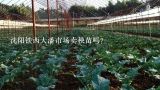 沈阳铁西大潘市场卖秧苗吗？西红柿的价格及影响因素？