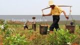 my favourite vegetable is,potato is a vegetable 为什么主语用单数？