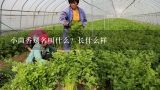 小茴香别名叫什么？长什么样,什么是香菜和茴香？