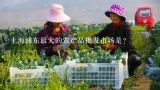 上海浦东最大的农产品批发市场是？上海浦东新区农产品批发市场