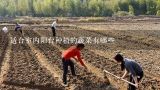 阳台适合种植哪些蔬菜 可以在阳台种植的蔬菜有哪些,适合家庭种植的几种阳台盆栽蔬菜