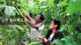 野菜有哪几种,地里长的100种野菜名字