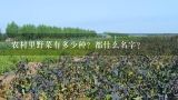 农村里野菜有多少种？都什么名字？2种农村常见的野草，既是野菜，又是治病的中药材，