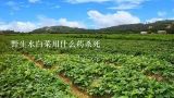 野生水白菜用什么药杀死,水白菜可食用吗？