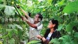 沧州市最大的蔬菜批发市场？沧州的蔬菜批发市场在哪里