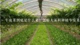 牛皮菜到底是什么菜？怎样大面积种植牛皮菜？牛皮菜学名叫什么？