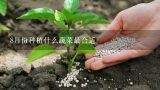 8月份种植什么蔬菜最合适,八月种什么菜蔬菜最合适