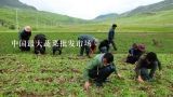 中国最大蔬菜批发市场,中国最大的蔬菜批发市场在哪?