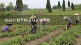 临清红枫苗圃基地在哪里啊,中国红枫之乡在哪里