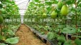 河南种植大棚蔬菜一年利润有多少,河南省新县大棚种植