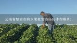 云南省楚雄市的水果批发市场具体在哪里？楚雄市的花鸟市场在哪里