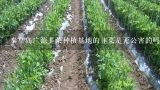 秦皇岛广源韭菜种植基地的韭菜是无公害的吗？河北省秦皇岛地区可以大面积种植或扦插银杏苗木吗