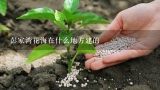 彭家湾花海在什么地方建的,满天星 的养殖方法怎么样的