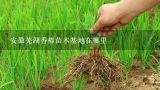 安徽芜湖香椿苗木基地在哪里,庐江东俊苗圃农场在哪里