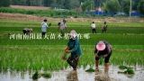 河南南阳最大苗木基地在哪,南阳市嘉禾庄园农业科技开发有限公司怎么样？