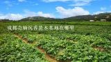 成都奇楠沉香苗木基地在哪里,奇楠沉香可以在湖南种植吗？