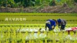 满天星的资料,在广东地区可以种植满天星和勿忘我吗