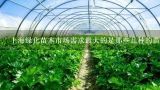 上海绿化苗木市场需求最大的是那些品种的苗木,中国四大苗木基地？