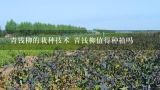 青钱柳的栽种技术 青钱柳值得种植吗,青钱柳的主产地是哪里？