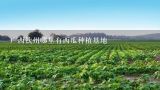 广西钦州哪里有西瓜种植基地,南通农场西瓜种植基地在哪里