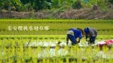 泰安樱桃基地在哪,广东大樱桃基地在哪里