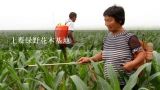 上蔡绿野花木基地,上蔡绿野花木基地