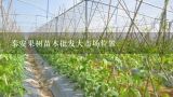泰安果树苗木批发大市场位置,上海大型苗圃基地有哪些